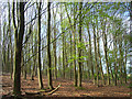 Farm Wood, Wooburn