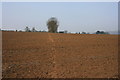 Footpath south of Abinger