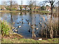 Long Itchington duck pond