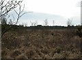 Week Common, bogland