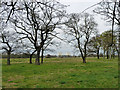 On Wanstead Flats