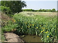 Yellow flag iris in South Norwood Country Park