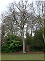 The Coronation Oak on Bailey Hill, Mold