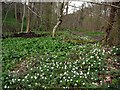 Wood anemones, Walbottle Dene