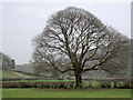 Oak tree in farmland near Beulah, Powys