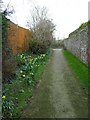 Spring flowers on the path from St Nicholas, Poling