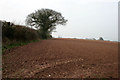 Bare field and hedge trees