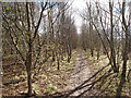 Footpath beside the M90