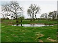 New pond, near Minety