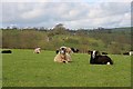 Sheep Pasture near Ladyside