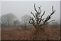 Dead tree on Polcrebo Downs