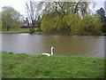 Shalford village pond