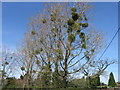 Mistletoe in Poplar trees, Whitenap