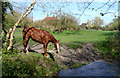 A Horse beside the Ginge Brook