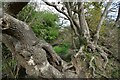 Two gnarled old trees beside a stream in Roundswell Village