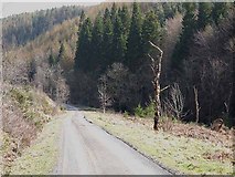 NZ0429 : Forestry road in Hamsterley Forest by Oliver Dixon