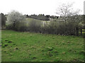 Blackthorn hedge