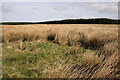 Rough grazing near Albierigg