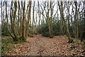 Coppiced trees, Church Wood