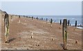 A forest of groynes