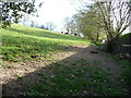 Long horned cattle near Yatton