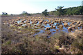 Avon Common Bog