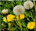 Dandelions, Belfast