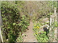 Track to picnic area on east bank of the Usk