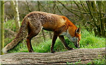 TQ3643 : Young Vixen at the British Wildlife Centre, Newchapel, Surrey by Peter Trimming