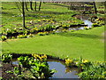 Stream and skunk cabbage, Savill Garden