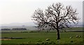 Tree on Carlochan Hill