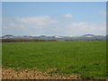 Pasture near Grampound Road