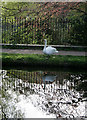 Swan reflecting a swan