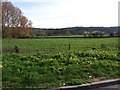 Fields beside the A38, Lower Langford