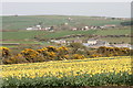 Daffodils and view to Wendron