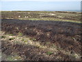 SD6813 : Burnt heather by philandju