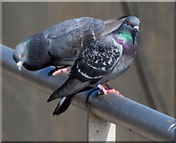 J3474 : Feral pigeons, Belfast (3) by Albert Bridge