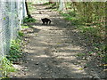 Startled black cat in Daux Wood