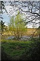 A Reed Filled Pond