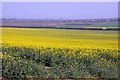 Field of rape near Great Milton