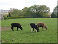 Cattle grazing - Woodhall Road