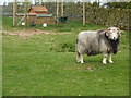 Herdwick ram