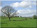 Thornhill Estates Field - off Carr Hill Drive