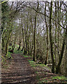 Byway south of Rhandirmwyn, Carmarthenshire