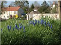 Grape hyacinths, Payhembury