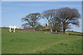 Horse in a field by Bog Bank Farm