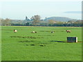 Sheep pasture in the Vale of Gloucester