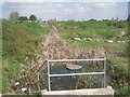 Rubbish filled dyke on Westcourt Marshes at Denton