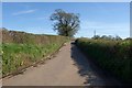 Lane near Payhembury