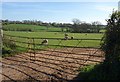 Sheep near Sherwood Farm